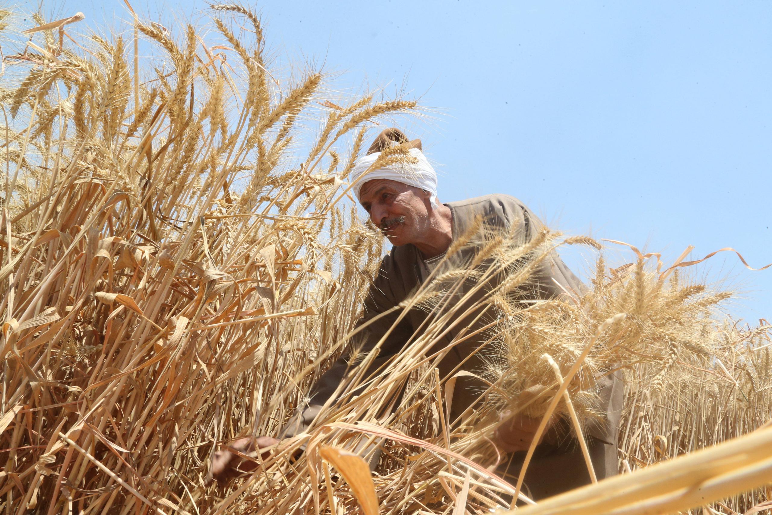 Bauer bei der Weizenernte in Banha, Ägypten. Die Preissteigerungen sind dort besonders extrem, 19. Mai 2022.