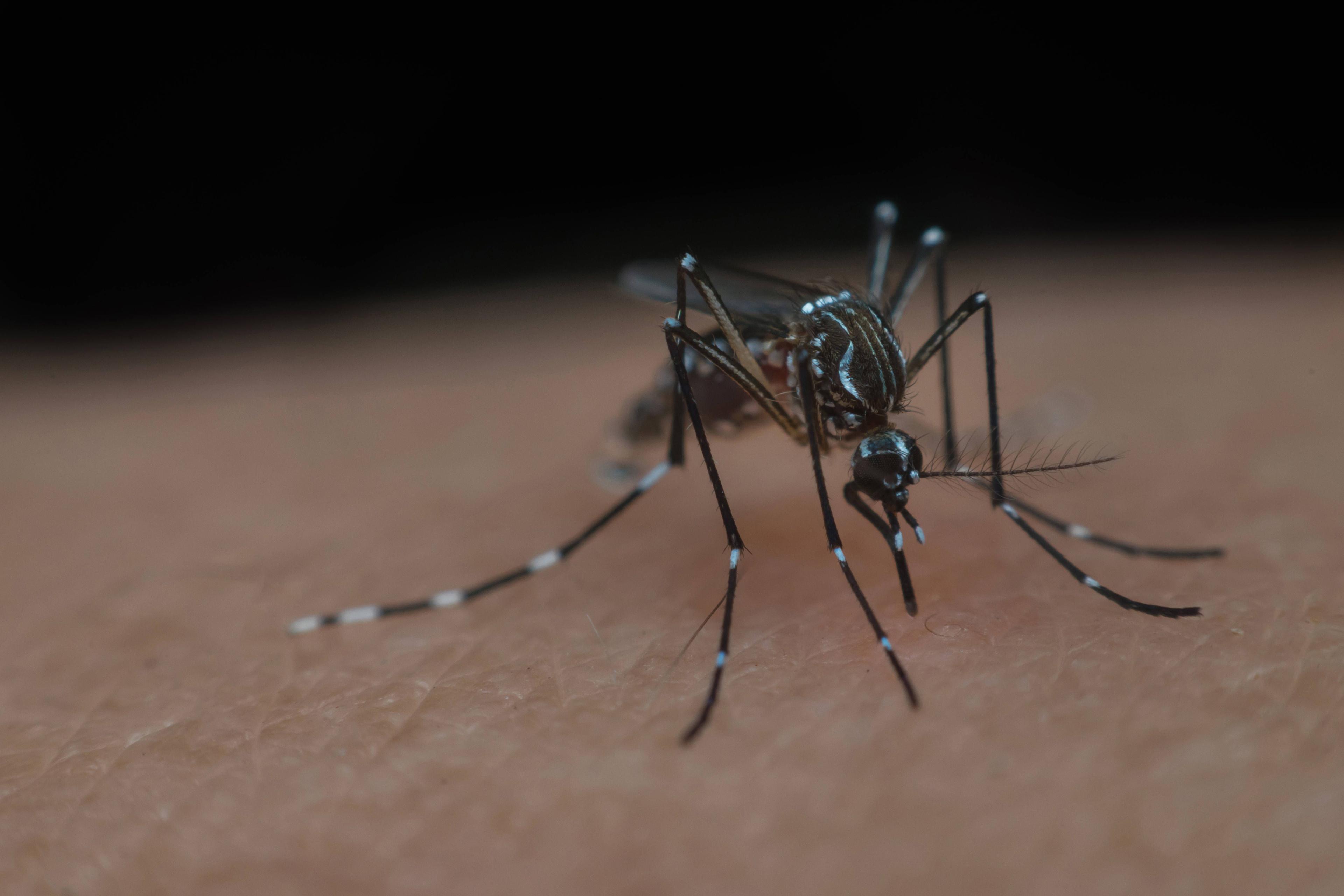 Nahaufnahme einer Aedes aegypti, einer der häufigsten – und tödlichsten – Mückenarten in Kolumbien.