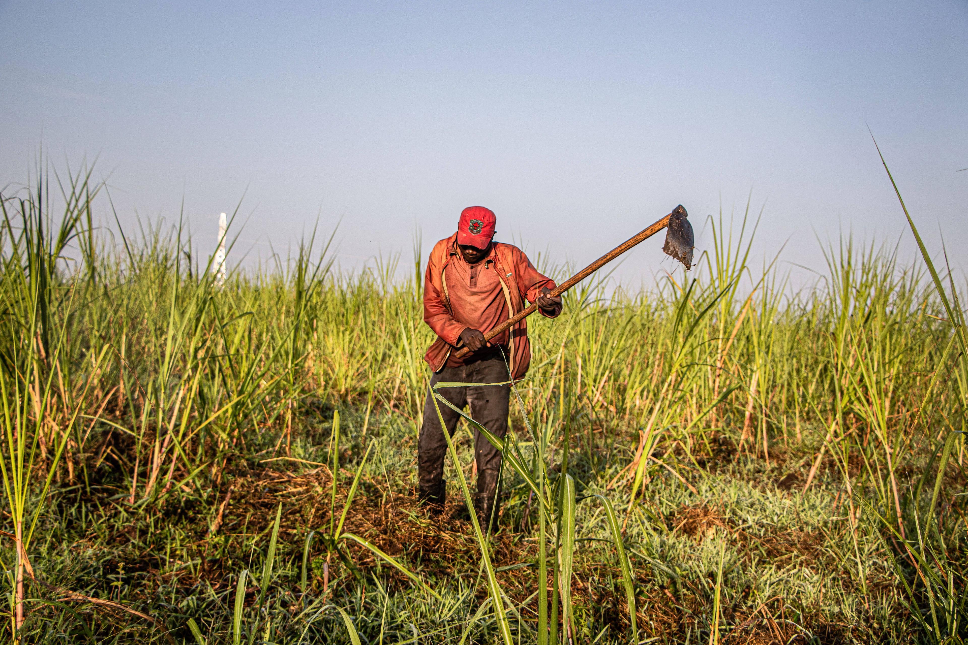 Ein Bauer auf einem Zuckerrohr-Feld in Kenia.