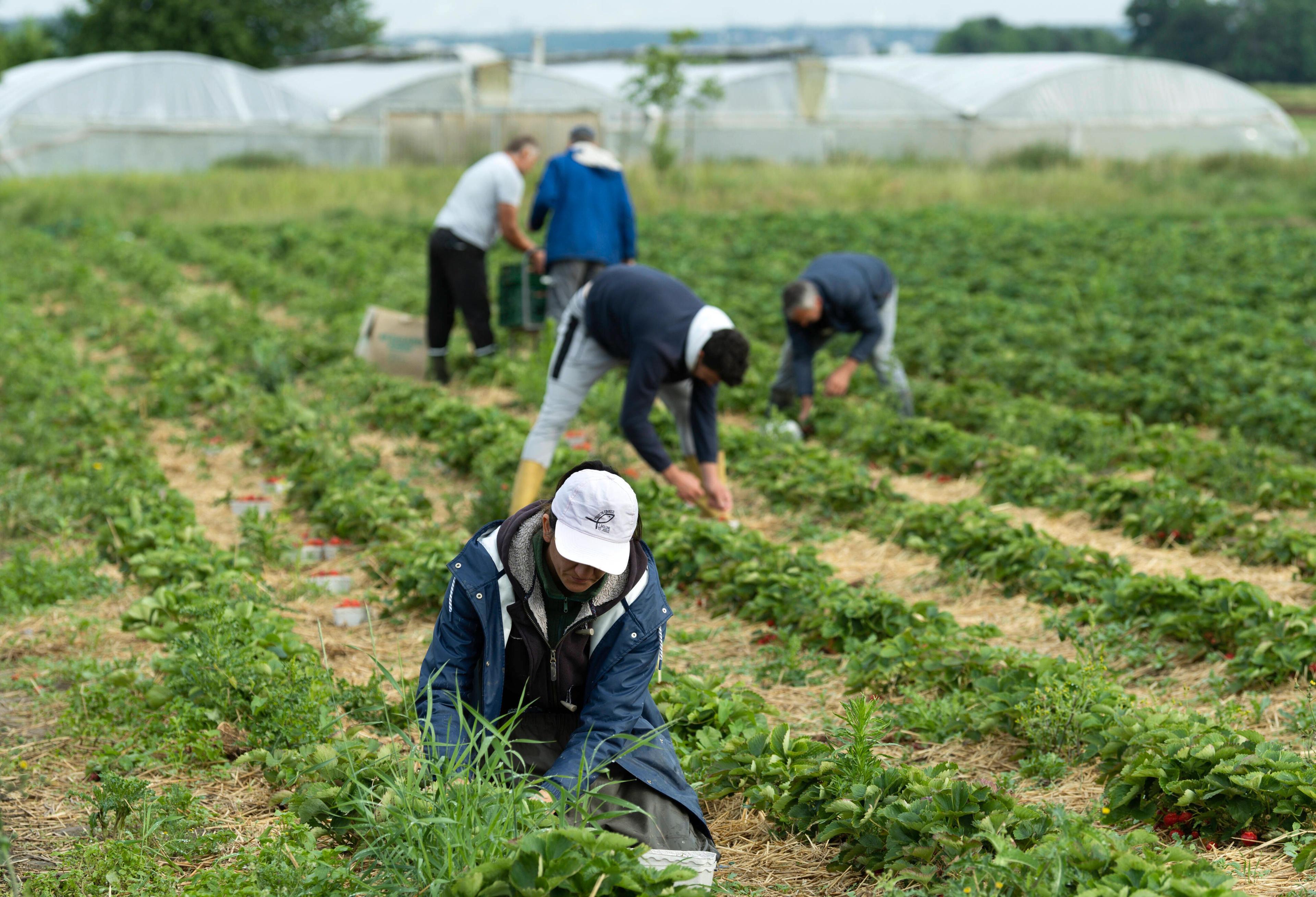 Neben der Landwirtschaft sind auch das Baugewerbe, die Hotellerie und die Gastronomie Zielbranchen der kurzzeitigen kontingentierten Beschäftigung und der Westbalkanregelung.