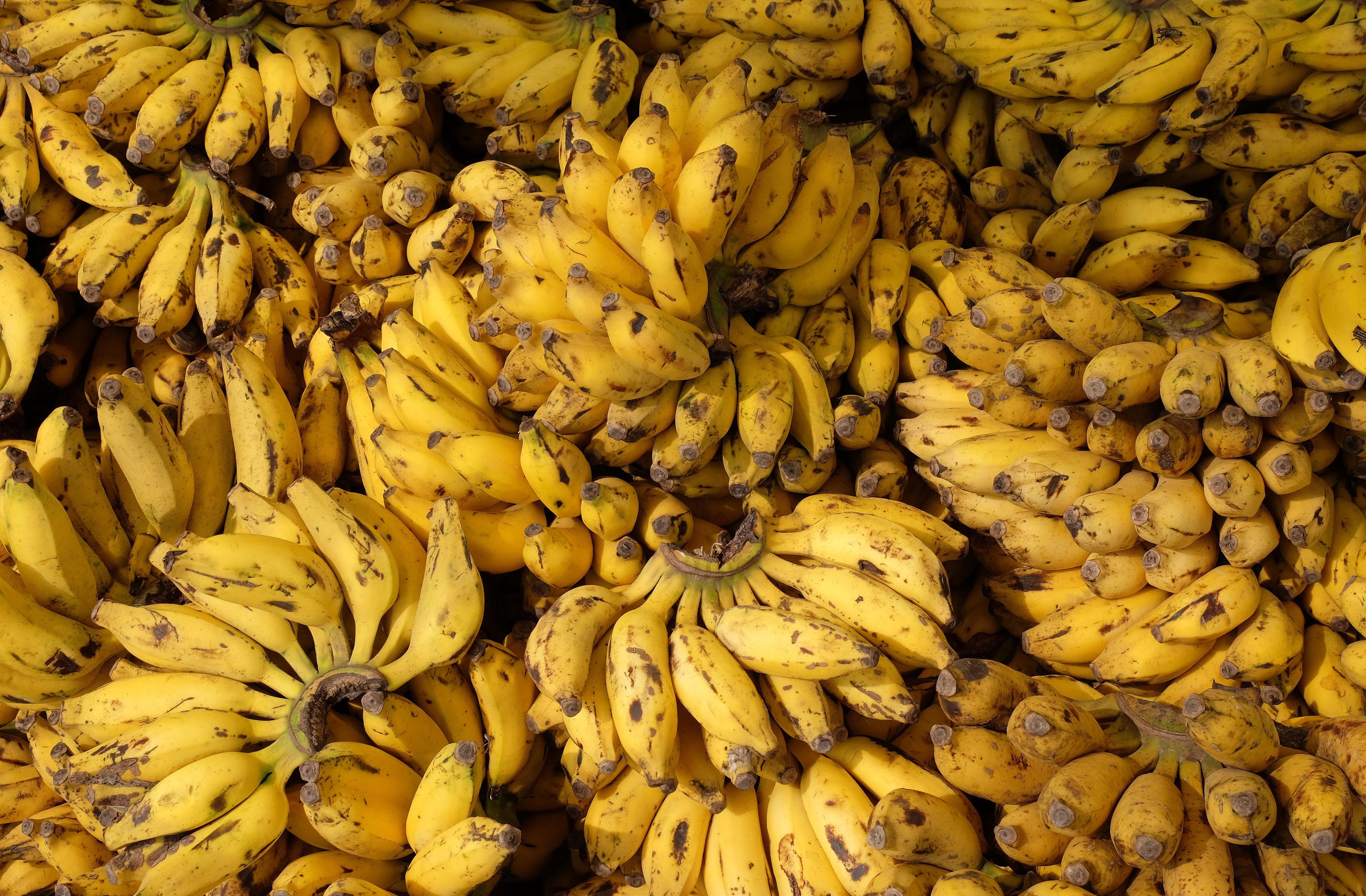 Bananen werden derzeit unter Verwendung gefährlicher Pestizide und in einigen Fällen unter sehr schlechten Arbeitsbedingungen in großen Mengen für den Weltmarkt produziert.