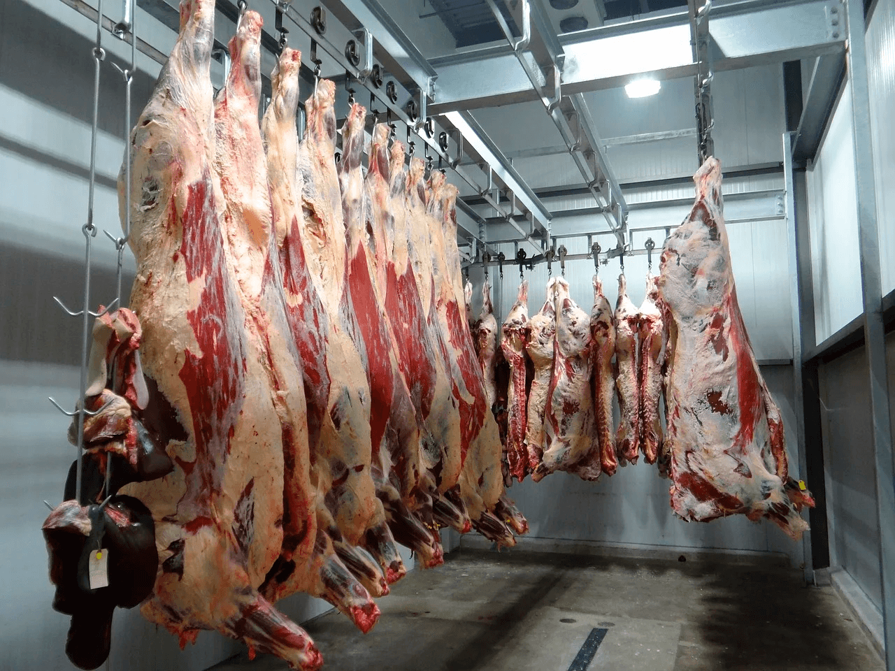Bild zum JACOBIN-Artikel »Fleischindustrie: Sie werden wie »Wegwerfmenschen« behandelt«